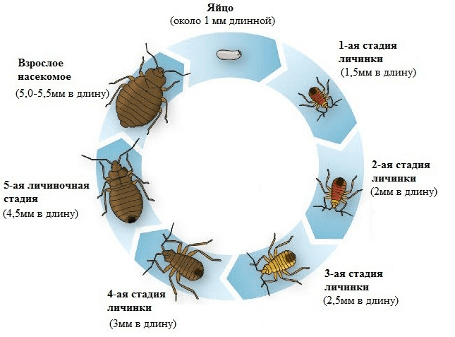 Как вывести клопов в домашних условиях за 8 часов