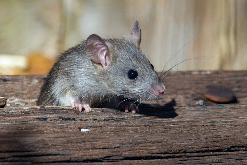 Как избавиться от крыс в доме — эффективные способы борьбы с грызунами